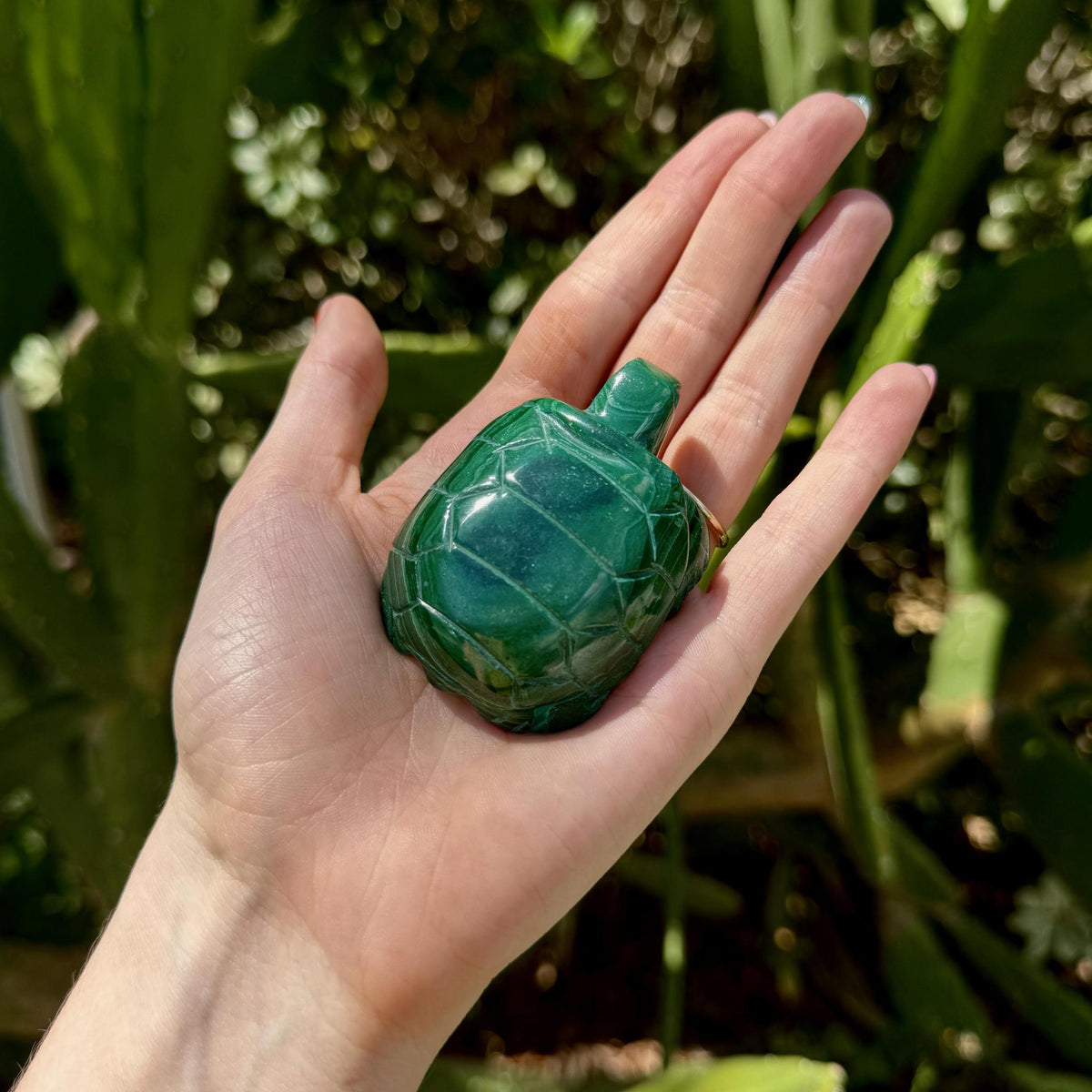 Malachite Turtle
