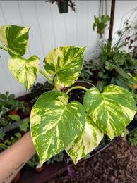A hand holds a Spellcrafter Pothos, showcasing its heart-shaped leaves with green and yellow...