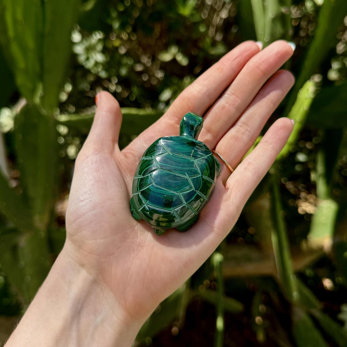 Malachite Turtle