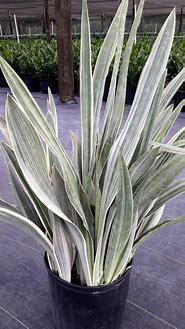 Sanseveria