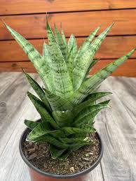 Sanseveria