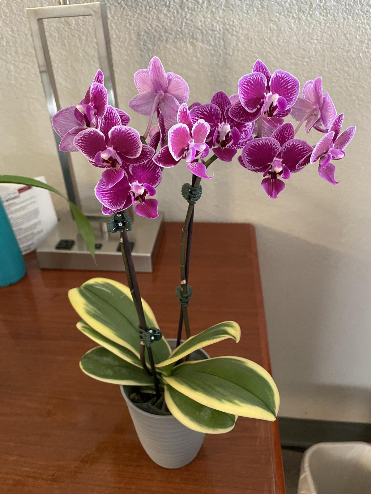 The Spellcrafter Orchid, a small potted plant with vibrant purple and white flowers and variegated green-yellow leaves, sits slightly root bound on a wooden surface near a lamp in bright indirect light.