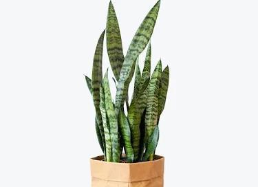 Sanseveria