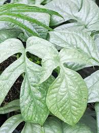 Amydrium Silver - Spiderman Plant