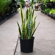 The Spellcrafter Sanseveria features long, upright green leaves with yellow edges. Drought tolerant and...