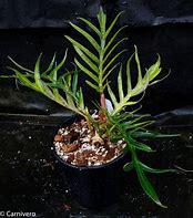 Philodendron