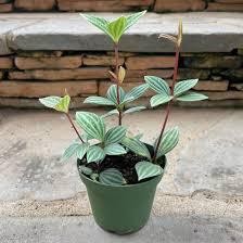 The Spellcrafter Peperomia is a small, pet friendly potted plant with green leaves striped...