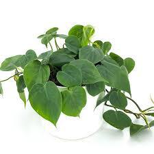 The Spellcrafter Philodendron sp. Cordatum features lush, heart-shaped green leaves that trail from a...