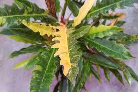 Philodendron