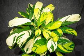 Ctenanthe Lubbersiana ( Golden Mosaic)