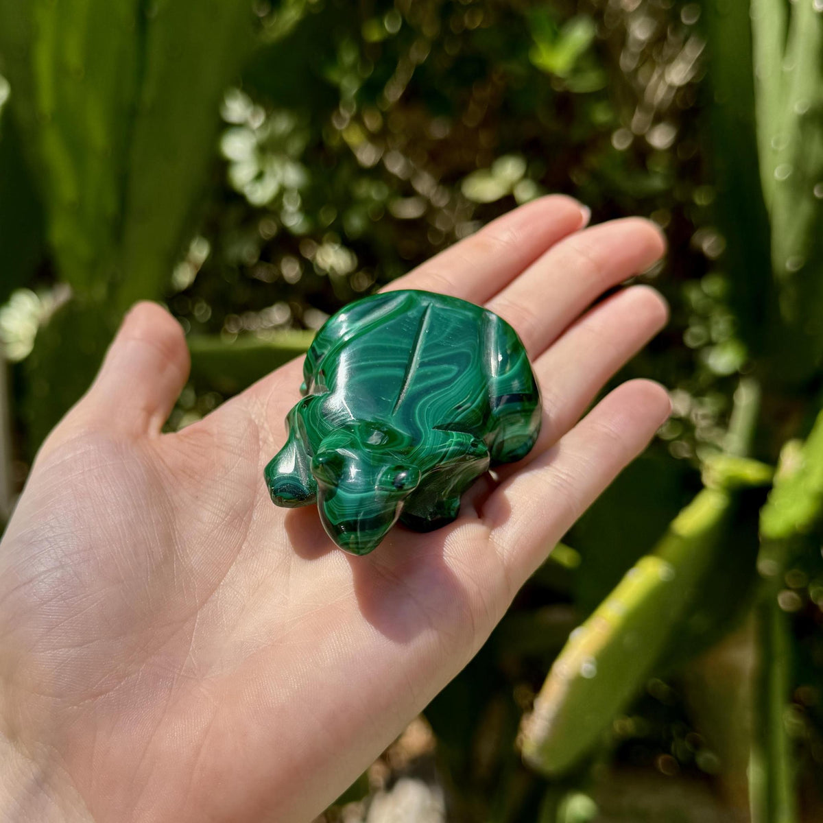 Malachite Frog