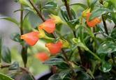 Close-up of Spellcrafter’s Goldfish Plant, with glossy green leaves and small orange tubular flowers. Ideal for hanging baskets, it thrives in bright indirect light. A blurred background accentuates its vibrant colors.