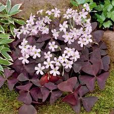 The Spellcrafter Oxalis Shamrock Plant features deep purple, triangular leaves and delicate light pink flowers, thriving in garden beds with bright indirect light.