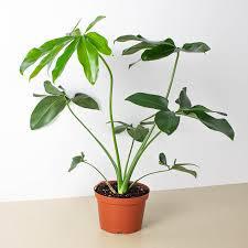 Philodendron
