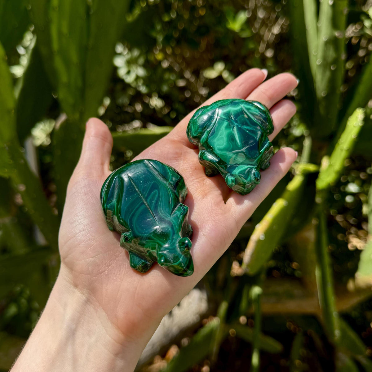 Malachite Frog