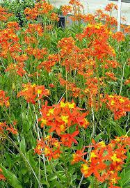 The Spellcrafter Orchid features vibrant orange and yellow blooms with lush green stems and leaves, thriving in bright indirect light.