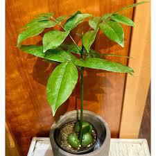 The Spellcrafter Castanospermum australe "Lucky Bean" features lush green leaves in a pot, best grown indoors in bright indirect light. Two seeds are visible atop the soil. Place near wood surfaces. Note: Not pet friendly.