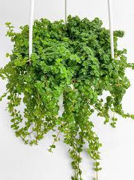 The Spellcrafter Pilea, a lush green trailing plant with small round leaves, hangs in...