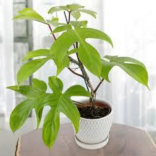 Philodendron