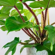 Philodendron