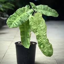 Philodendron