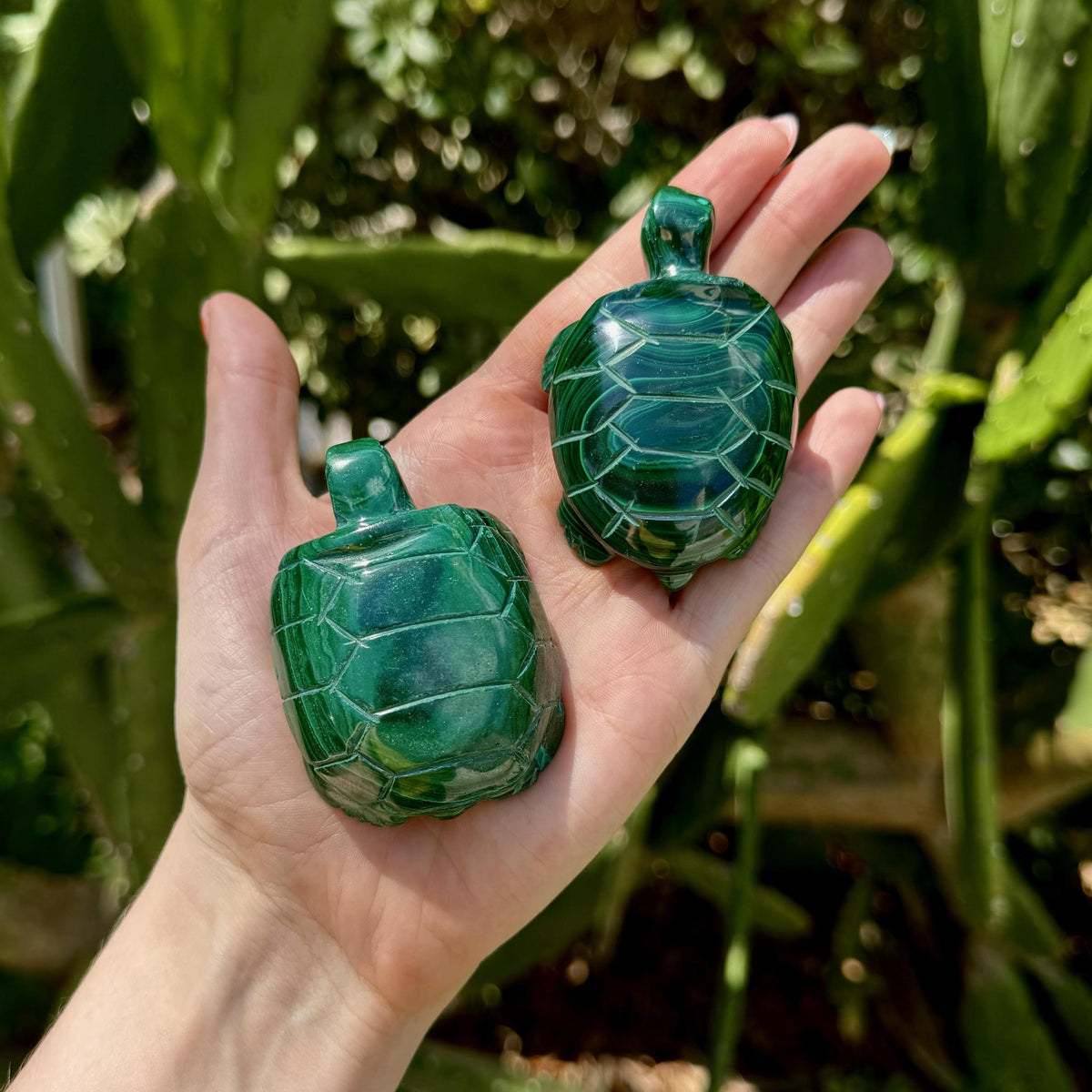 Malachite Turtle