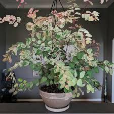 The Spellcrafter Snow Bush is a potted perennial shrub with variegated green, cream, and pink leaves. Place it indoors in soft natural light and keep the soil moist to ensure healthy growth and vibrant foliage color.