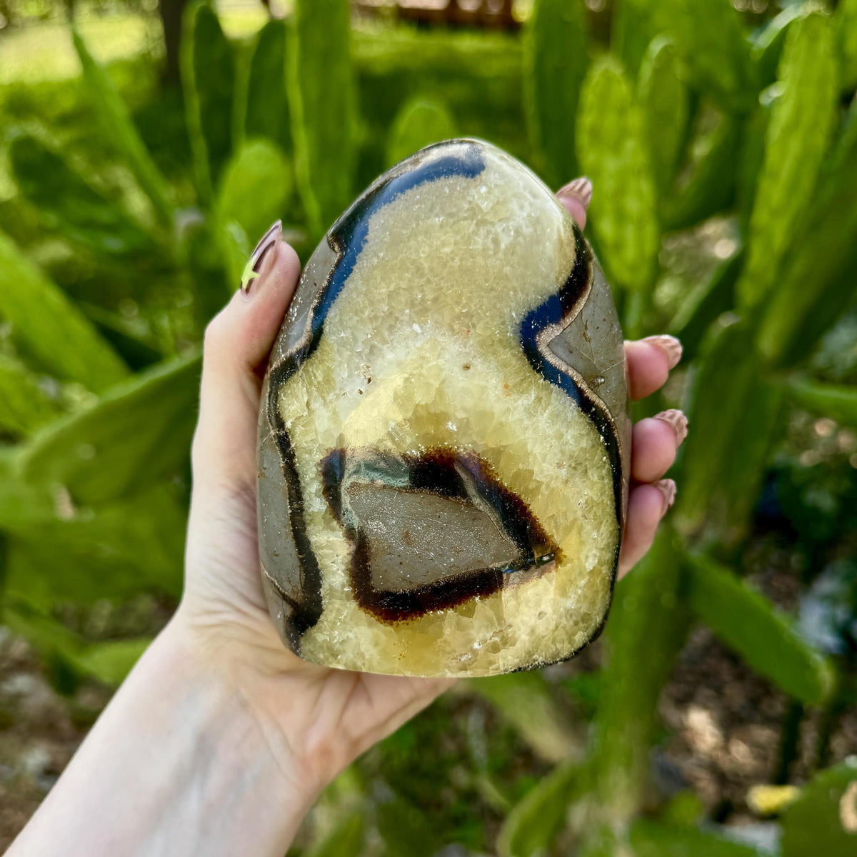 Septarian Free Form .66kg