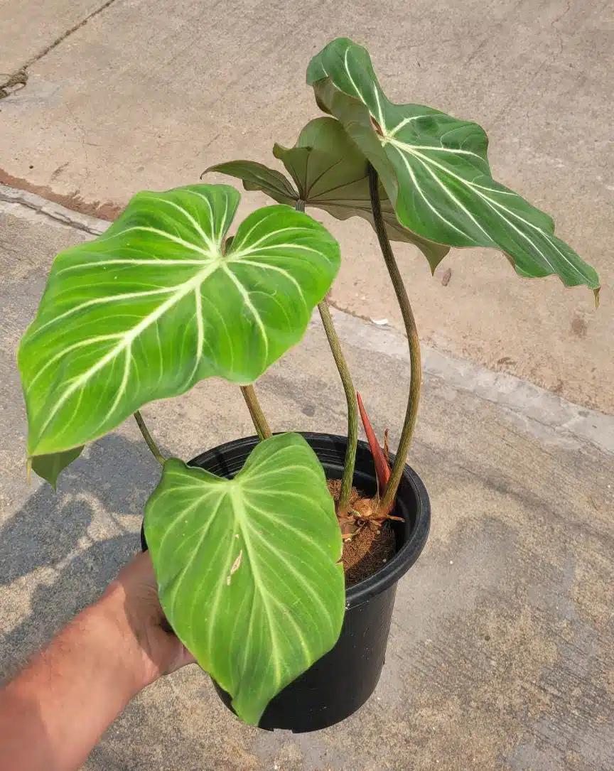 Philodendron
