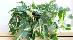 Philodendron