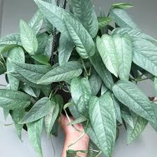 A hand holds up Spellcrafter's Pothos, boasting dense, silvery-green leaves with striking veins against a neutral indoor backdrop. This moderate drinker prefers bright indirect light but is not safe for pets.