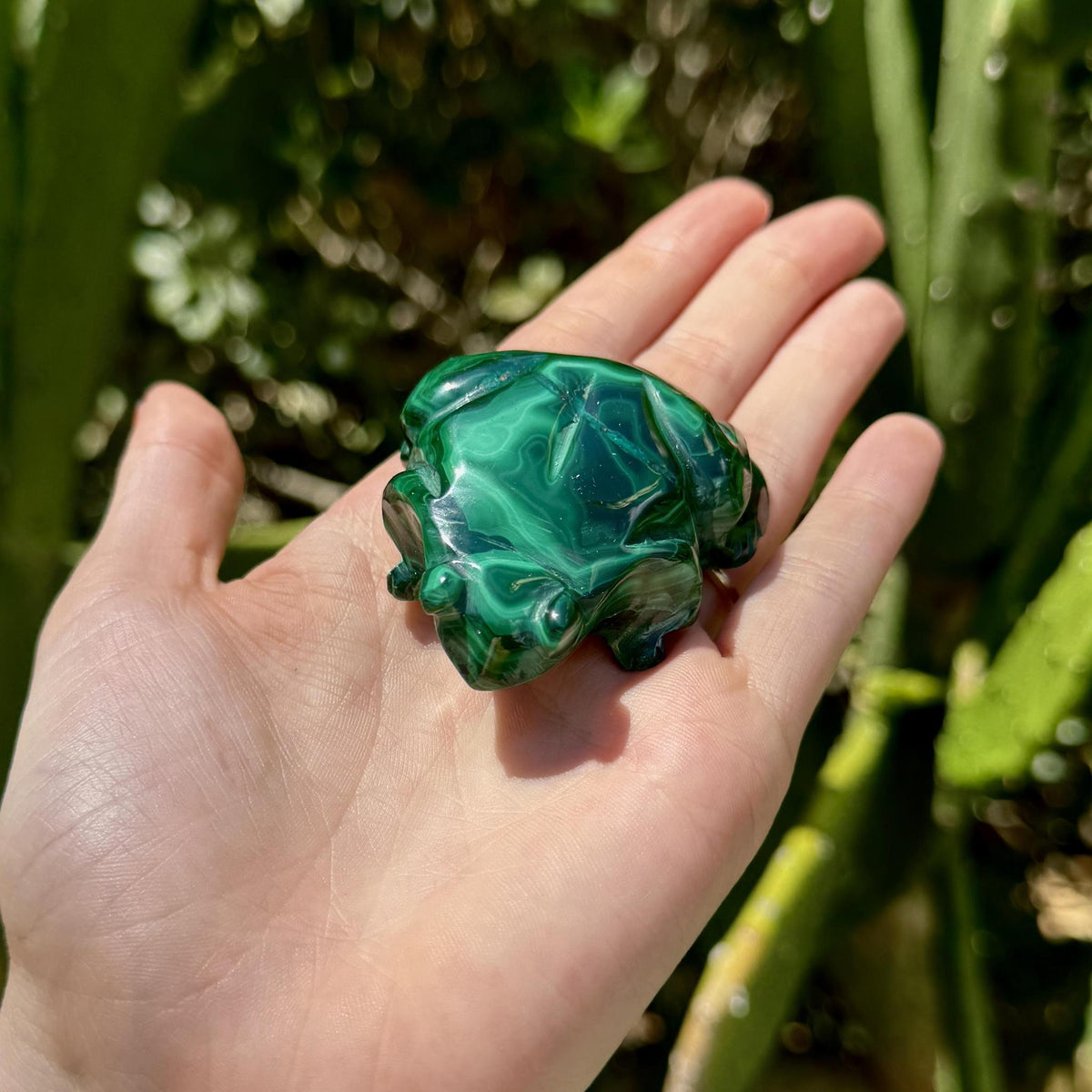 Malachite Frog