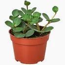 Peperomia